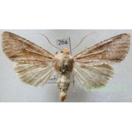 Apamea lateritia (Hufnagel, 1766) Czech26a